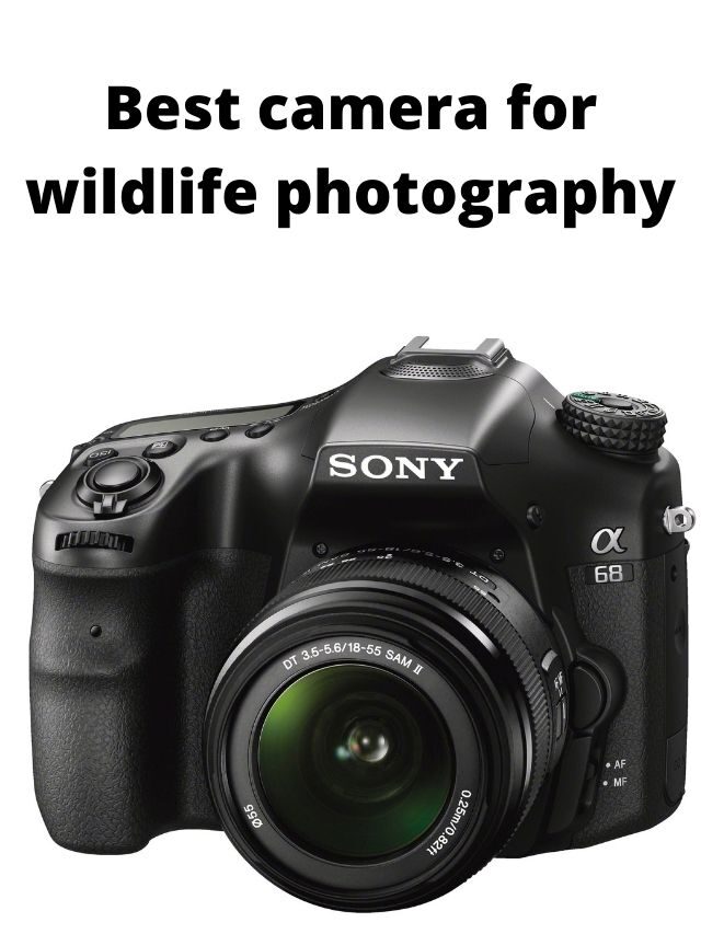 Best Camera for Wildlife Photography in India 2024