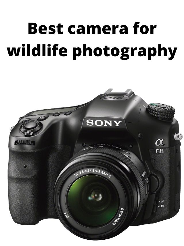 Best camera for wildlife photography