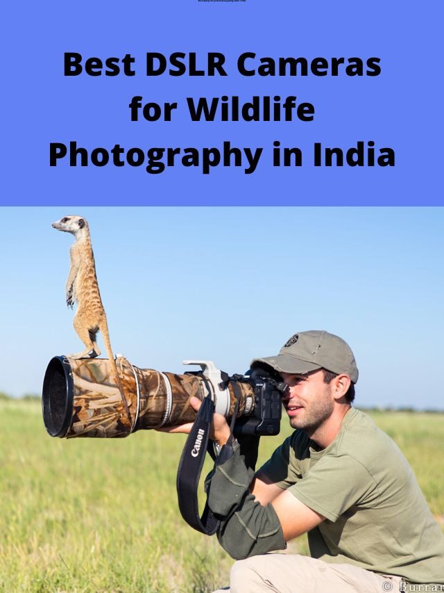 Best DSLR Cameras for Wildlife Photography in India 2022