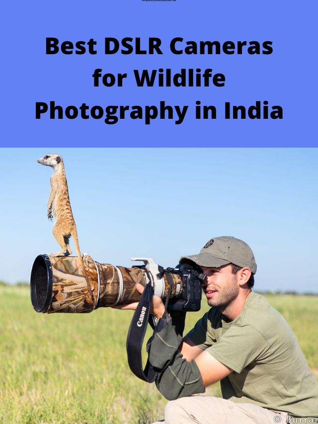Best DSLR Cameras for Wildlife Photography